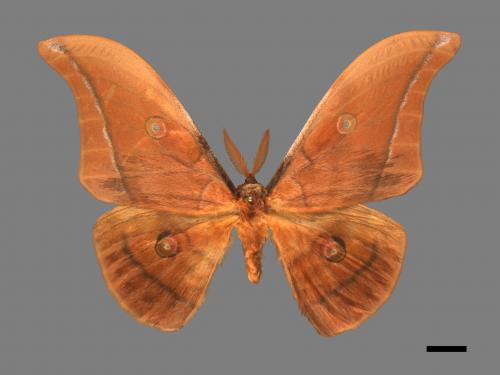 Antheraea pernyi[姬透目天蠶蛾][00016269]