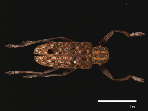 Monochamus alternatus[松斑天牛][00080649]