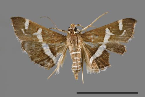 Hymenia perspectalis[00023306]