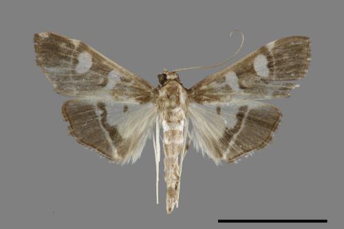 <已分類>Family：Crambidae[草螟科][00092549]