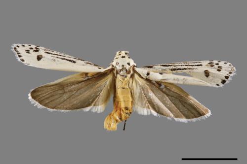 Ethmia lineatonotella[點帶織葉蛾][00061461]
