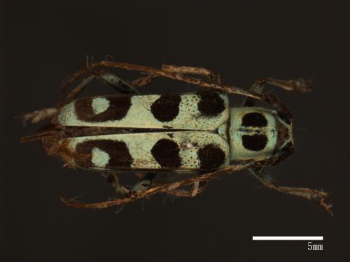 Paraglenea swinhoei[黑紋蒼蘭天牛][00080393]