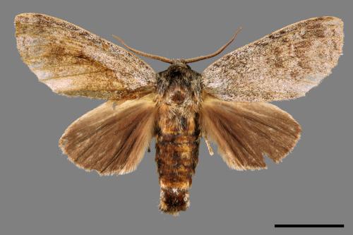 Mesophalera sigmata[下黑舟蛾][00039940]