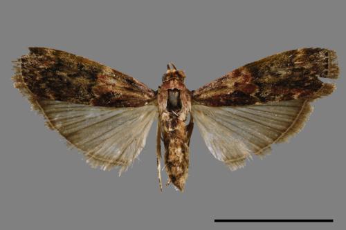 <已分類>Family：Pyralidae[螟蛾科][00063926]