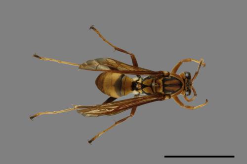 Polistes formosanus[00075661]