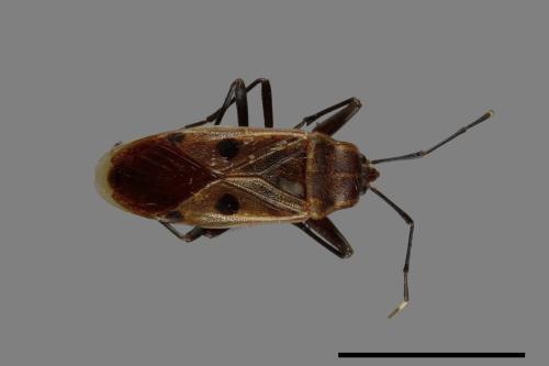 Physopelta quadriguttata[00040217]