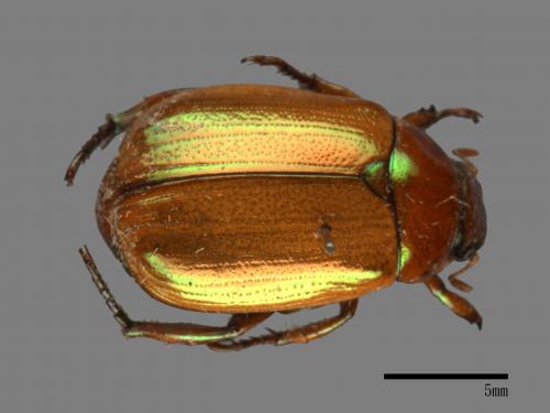 Mimela testaceoviridis[黃艷金龜][00081367]