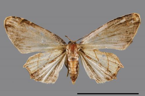 Warreniplema fumicosta[黃緣雙尾蛾][00039144]