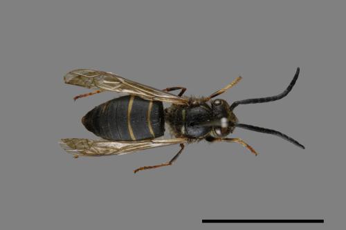 Vespula flaviceps[細黃胡蜂][00072870]
