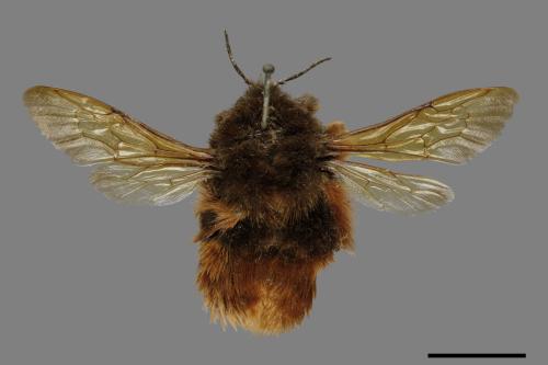 Bombus eximius[精選熊蜂][00079529]