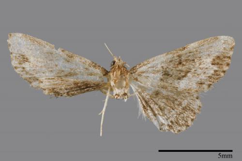 <已分類>Family：Noctuidae[夜蛾科][00007941]