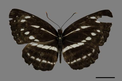 Neptis nata lutatia[臺灣三線蝶][00101960]