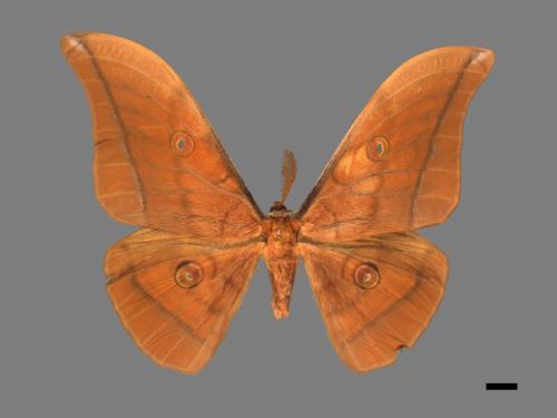 Antheraea yamamai superba[大透目天蠶蛾][00016266]