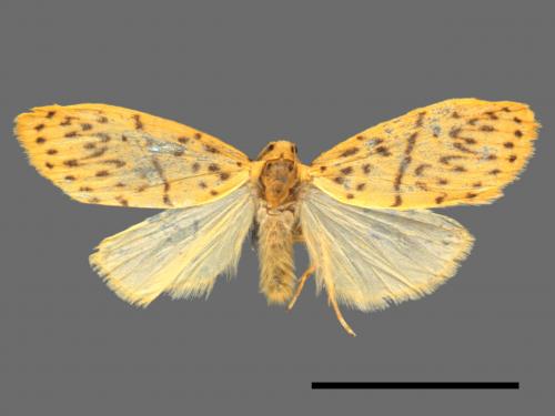 Asura alikangiae[關山豔苔蛾][00044390]