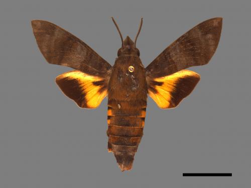 Macroglossum corythus luteata[黃紋長喙天蛾][00089308]