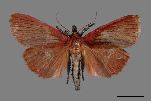 Arctioblepsis rubida[00099861]