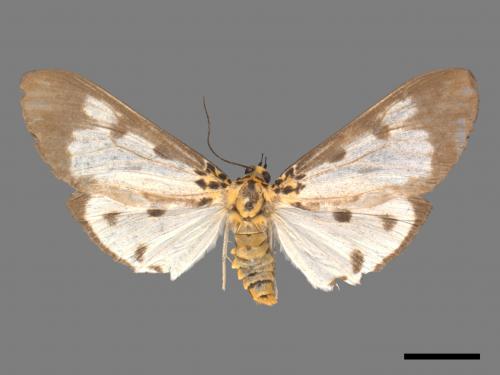 Asota plana lacteata[長斑擬燈蛾][00045622]