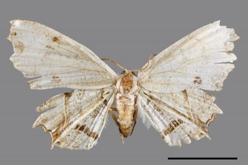 Dysaethria flavistriga[黃紋雙尾蛾][00035486]