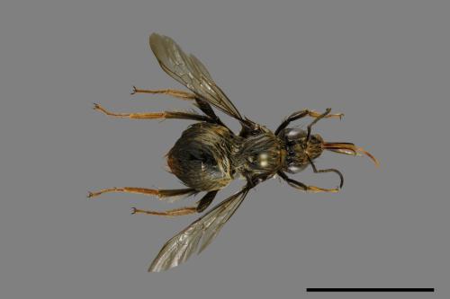 Bombus formosellus[信義熊蜂][00100942]
