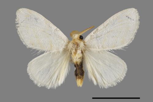 <已分類>Genus：Euproctis[00056288]
