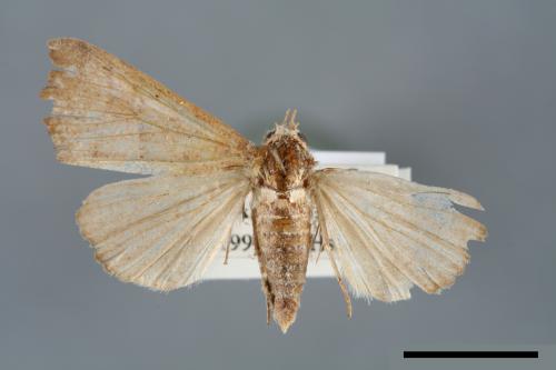 Anomis mesogona[00006888]