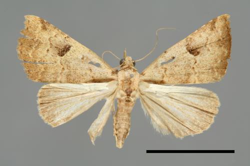 Pseudogyrtona marmorea[00008115]