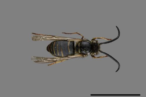 Vespula flaviceps[細黃胡蜂][00073410]