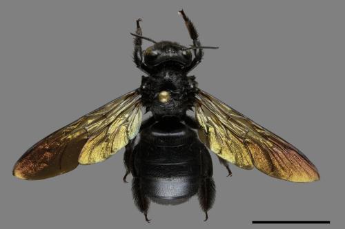 Xylocopa tranquebarorum[銅翼眥木蜂][00093495]