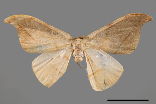 Nordstroemia semililacina[黑點雙帶鉤蛾][00058746]