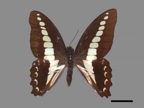 Graphium sarpedon connectens[青帶鳳蝶][00013867]