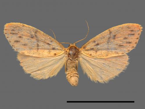 Asura acteola[台條紋豔苔蛾][00042208]