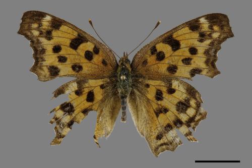 Polygonia c-aureum lunulata[黃蛺蝶][00093850]