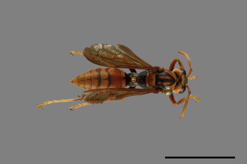 Polistes jokahamae[果馬蜂][00072835]