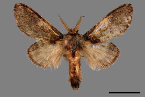 Syntypistis comatus[白斑跨舟蛾][00058345]