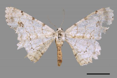 Lassaba parvalbidaria parvalbidaria[污雪雙斑尺蛾][00029826]