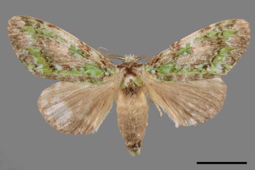 Somera viridifusca viridifusca[瑟舟蛾][00059836]