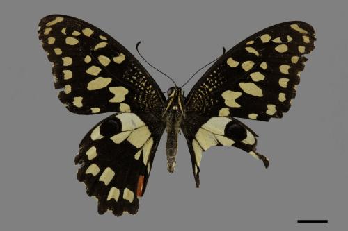 Papilio demoleus[無尾鳳蝶][00093785]