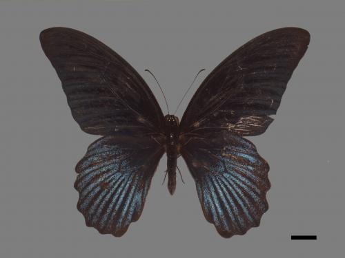 Papilio memnon heronus[大鳳蝶][00061483]