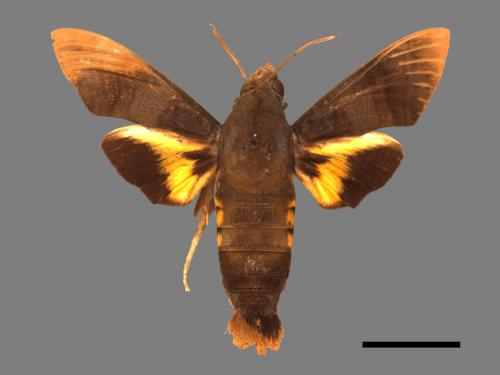 Macroglossum corythus luteata[黃紋長喙天蛾][00016944]