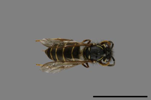 Vespula flaviceps[細黃胡蜂][00073347]