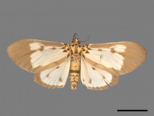 Asota plana lacteata[長斑擬燈蛾][00020616]