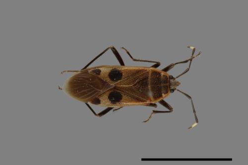 Physopelta parviceps[東亞斑紅椿][00040265]