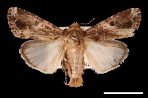 Spodoptera mauritia acronyctoides[灰翅夜蛾][00002732]