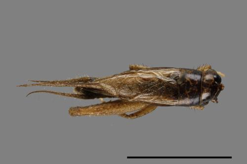 <已分類>Family：Gryllidae[蟋蟀科][00054462]