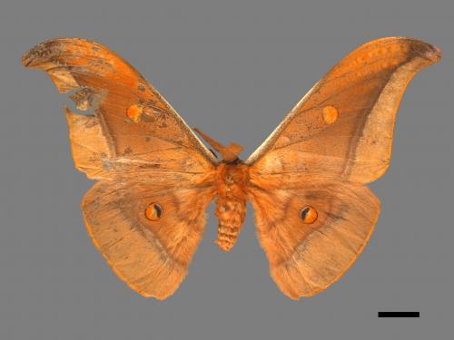 Antheraea formosana[紅目天蠶蛾][00016233]