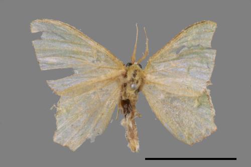 <已分類>Genus：Maxates[00014850]