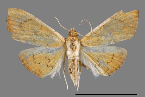<已分類>Family：Crambidae[草螟科][00047844]