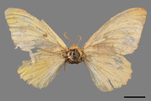 Lepidoptera unknown(lepidoptera[鱗翅目][00087515]