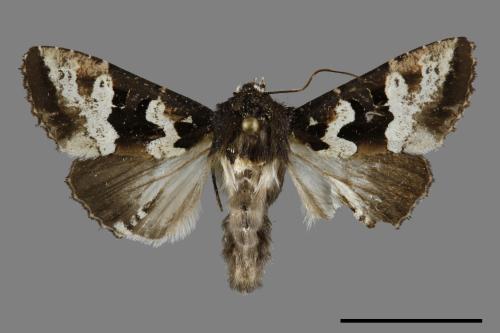 Phlogophora albovittata[白斑錦夜蛾][00091689]