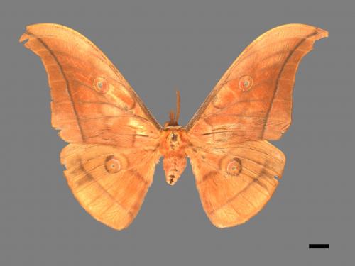 Antheraea yamamai superba[大透目天蠶蛾][00016149]